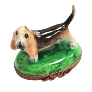Bassett Hound Dog