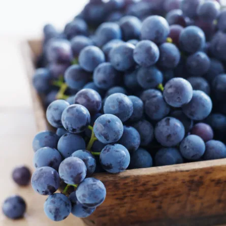 Concord Grape Vine